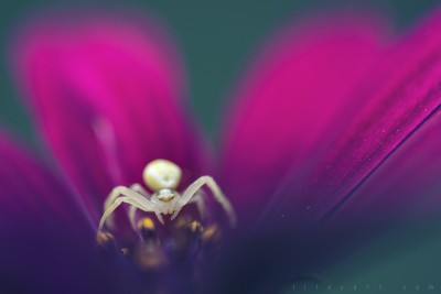 Macro white spider – ©LilaVert