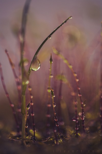 Magic land – Moss & drops – macrophotography ©LilaVert