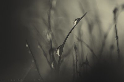 Moss & drops – Macro ©LilaVert