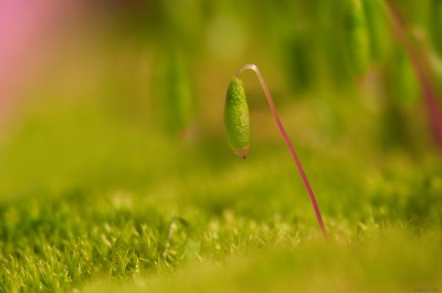 Germe de mousse / Moss / ©LilaVert