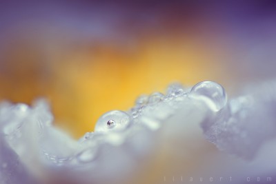 The little pearl… – Macrophotography ©LilaVert