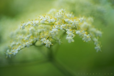 The Wedding.. Pistils flowers – Macrophotographie ©LilaVert