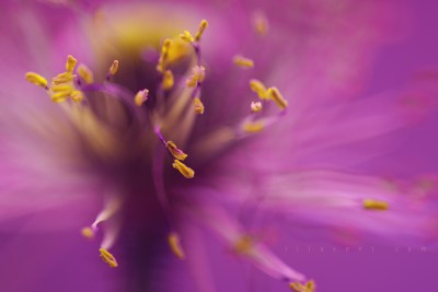 Poppy pistils – ambiance macro photographie ©LilaVert