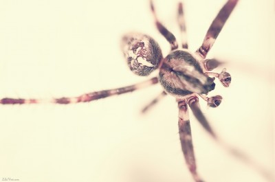 Spider on the wall – araignée / Macro