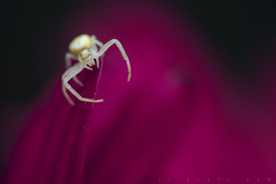White spider in red – macro ©LilaVert