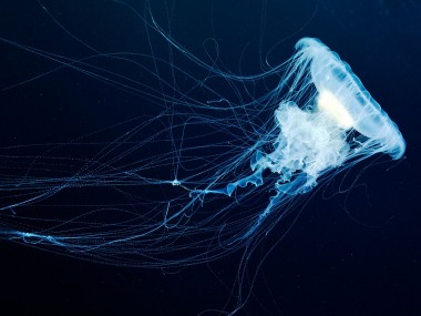 Alexander Semenov – photo Phacellophora camtschatica,The Sea of Okhotsk