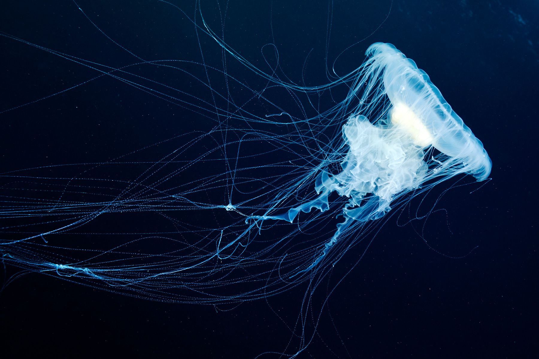Alexander Semenov – photo Phacellophora camtschatica,The Sea of Okhotsk