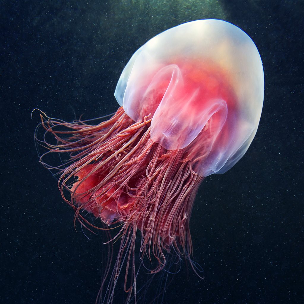 Alexander Semenov – photo magic sea – Egghead Cyanea