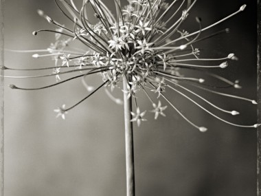 Charles Grogg – Allium 3 split-toned gelatin silver print 20×24