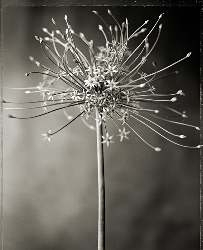 Charles Grogg – Allium 3 split-toned gelatin silver print 20×24