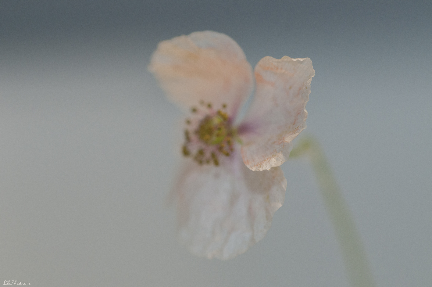 White poppy - coquelicot blanc / ©LilaVert