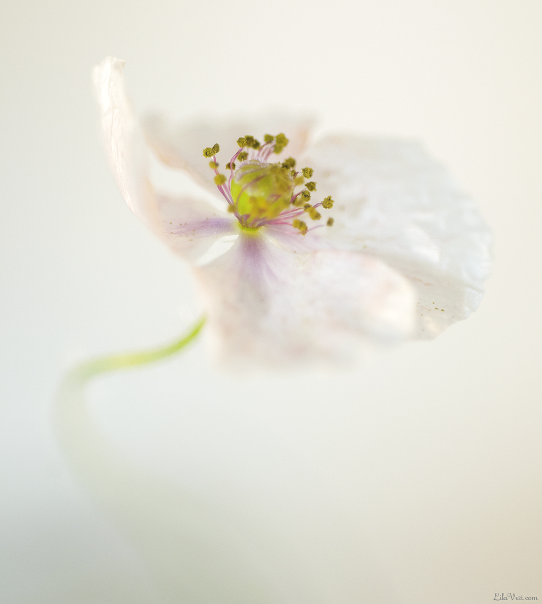 White poppy - coquelicot blanc / ©LilaVert