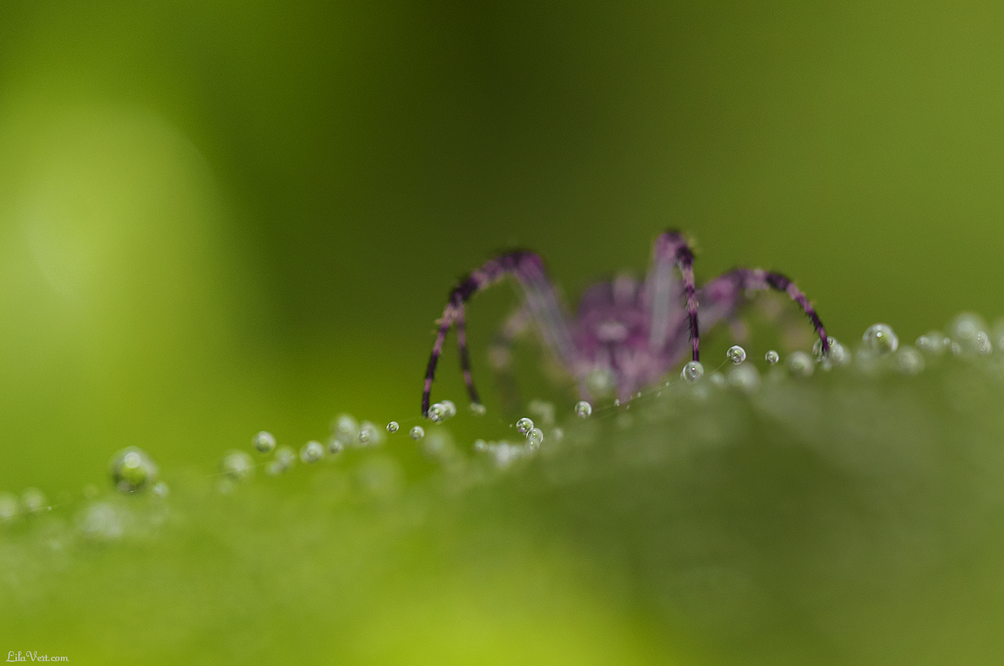 Pink spider drops - ©LilaVert