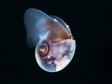 semenov – escargot sea