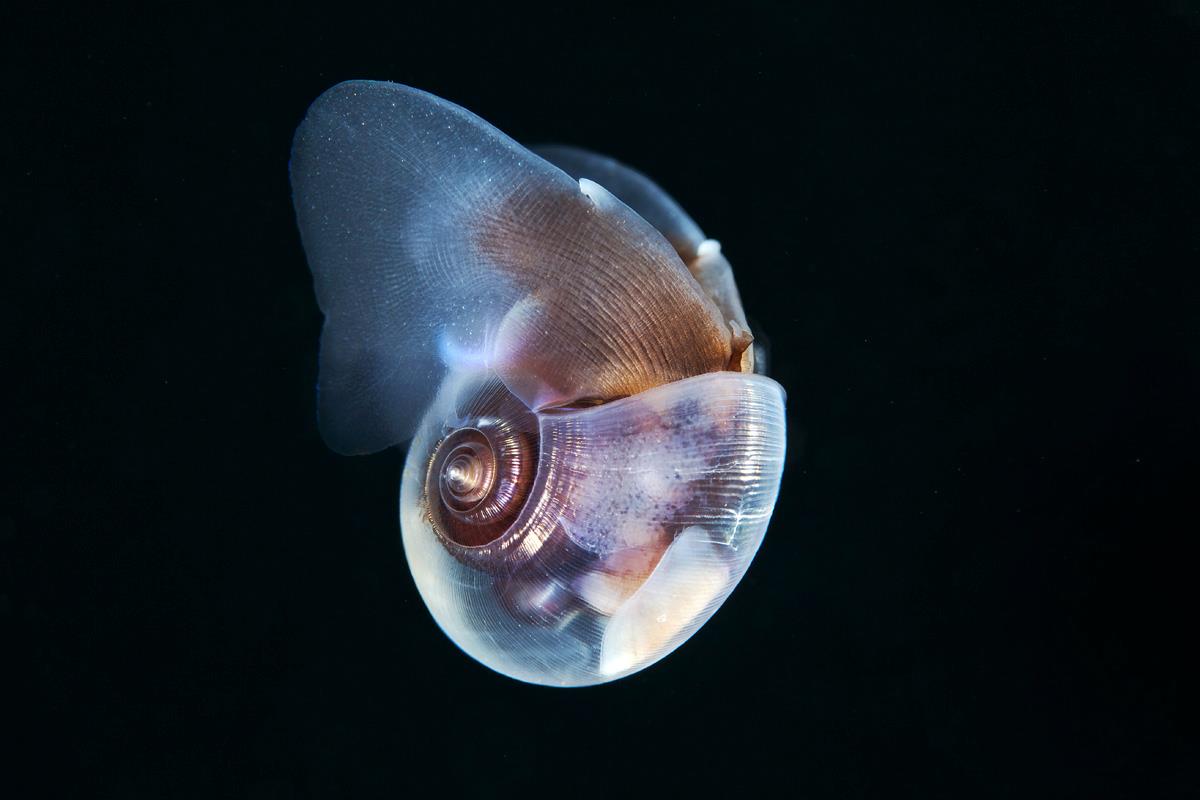 semenov – escargot sea