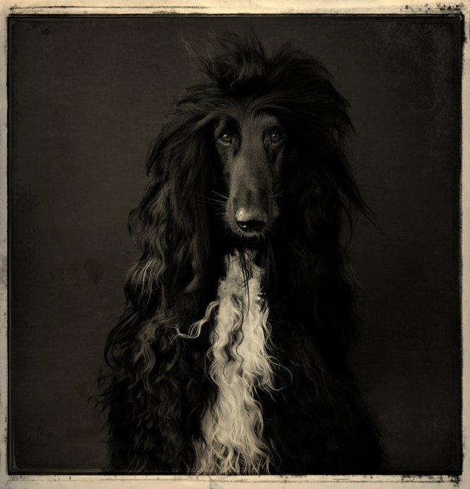 Karel Veprik – dog photography