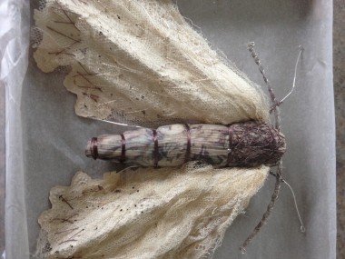 Script Moth , Caroline Lingwood