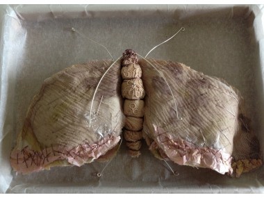 Script Moth , Caroline Lingwood – papillon