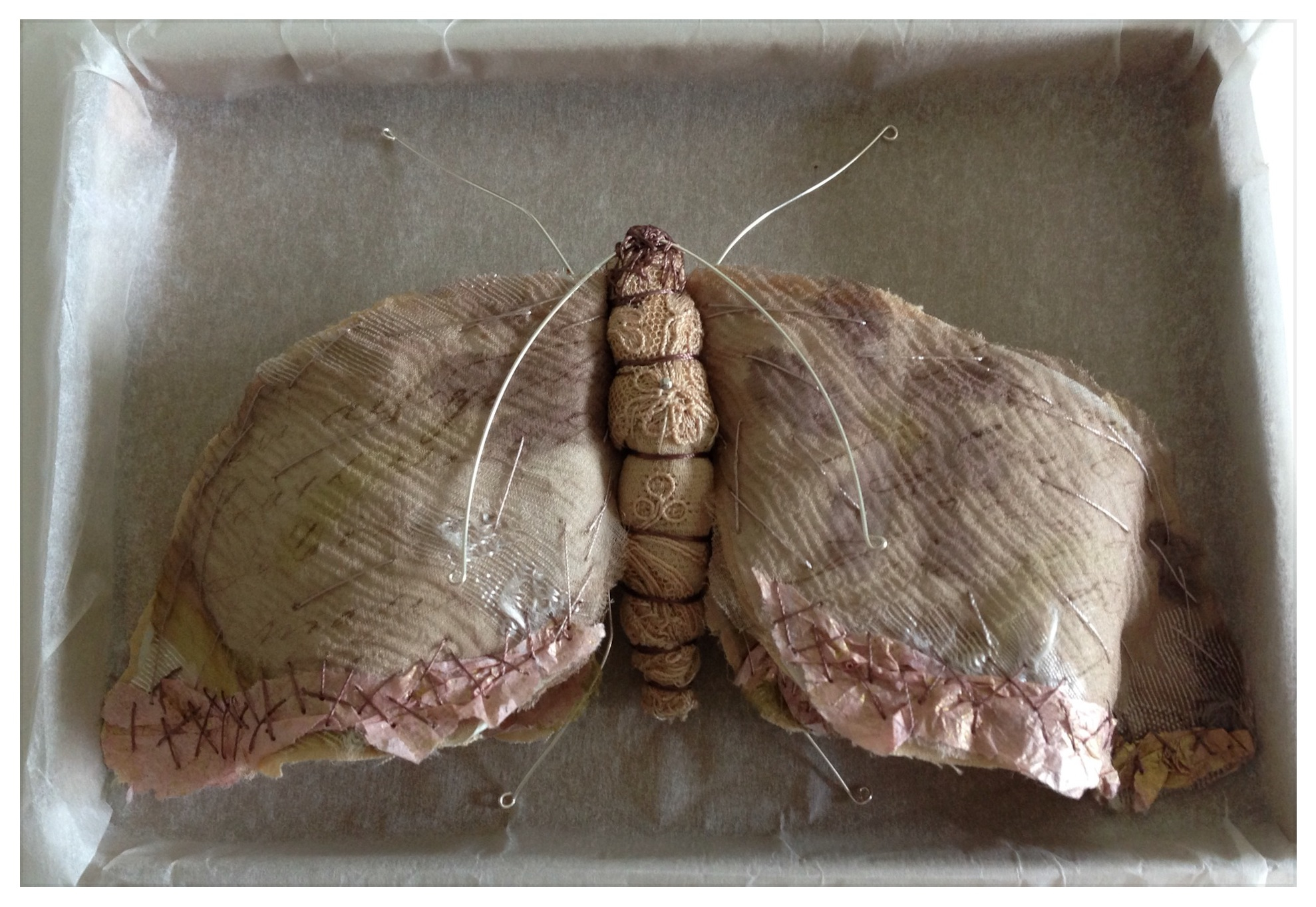 Script Moth , Caroline Lingwood – papillon