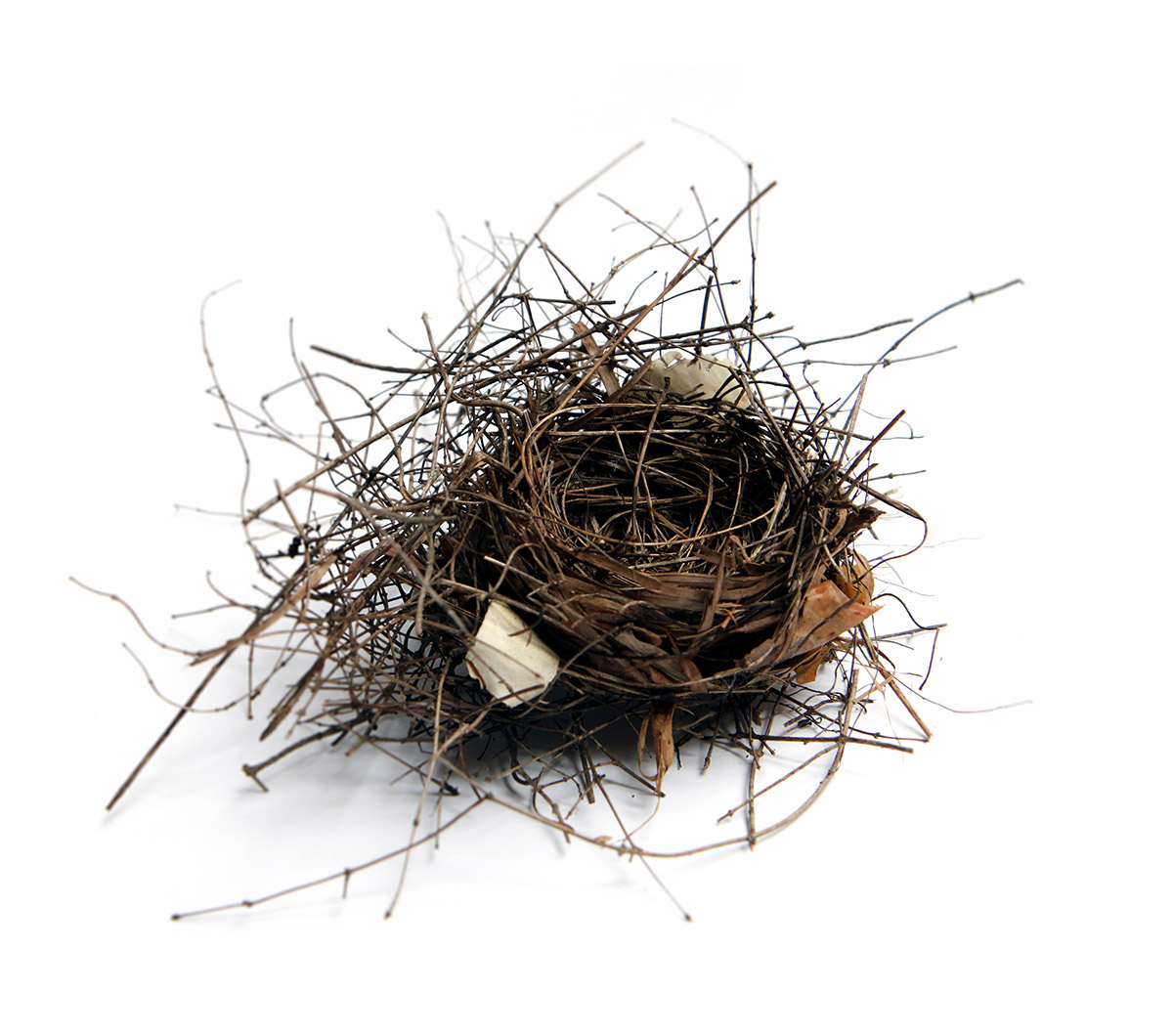 mary jo hoffman -cardinal-nest-2