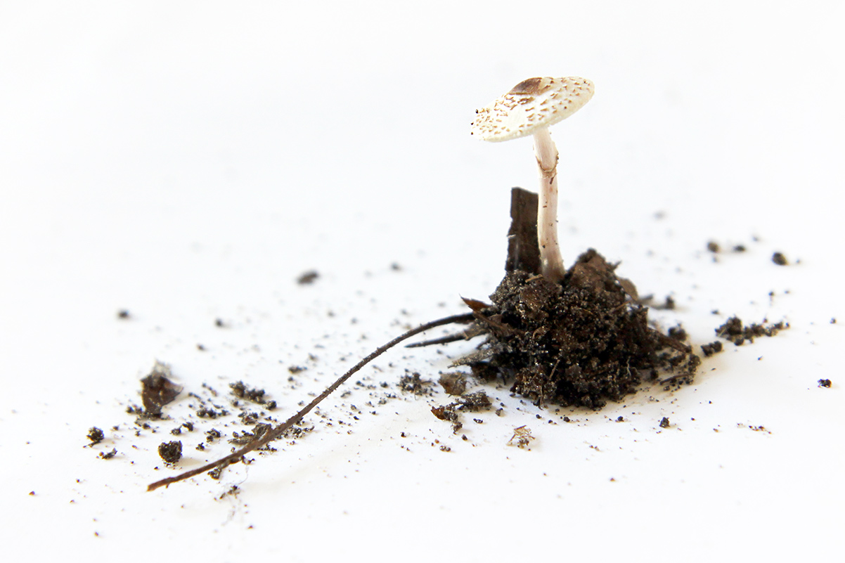 mary jo hoffman -mini-mushroom2