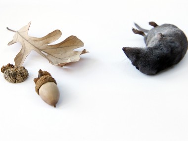 mary jo hoffman -shrew-with-acorn1