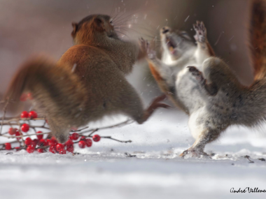 Andre Villeneuve –  Nature photography –  Boxing day