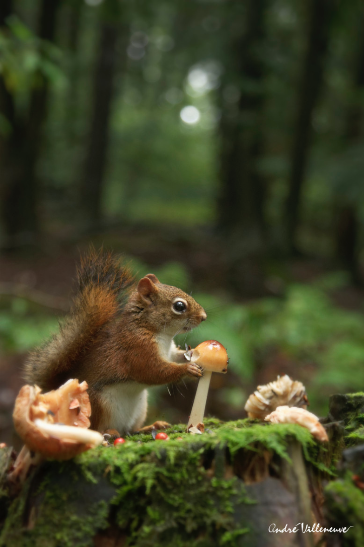 Andre Villeneuve – Fresh from the morning