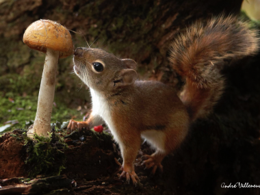 Andre Villeneuve –  Nature photography –  Here my dinner