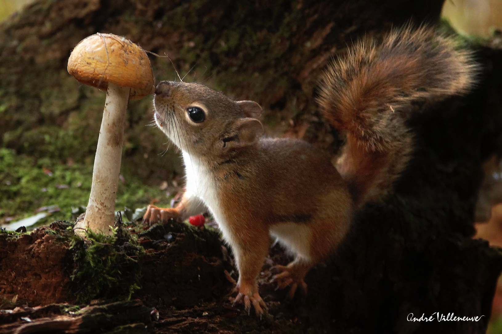Andre Villeneuve –  Nature photography –  Here my dinner