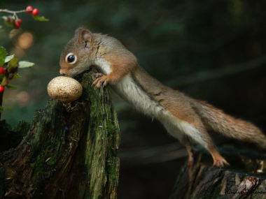 Andre Villeneuve –  the bridge – Nature photography