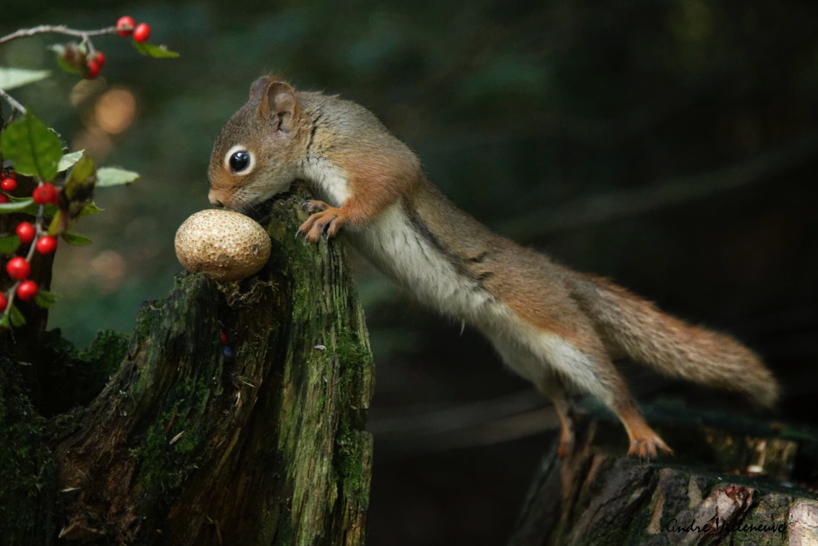 Andre Villeneuve –  the bridge – Nature photography