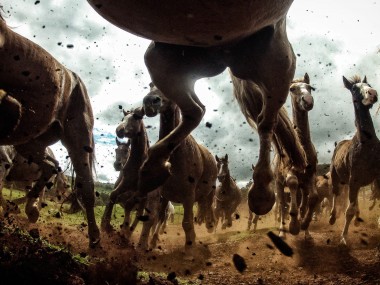 Chris Schmid – horses – photography nature, sport