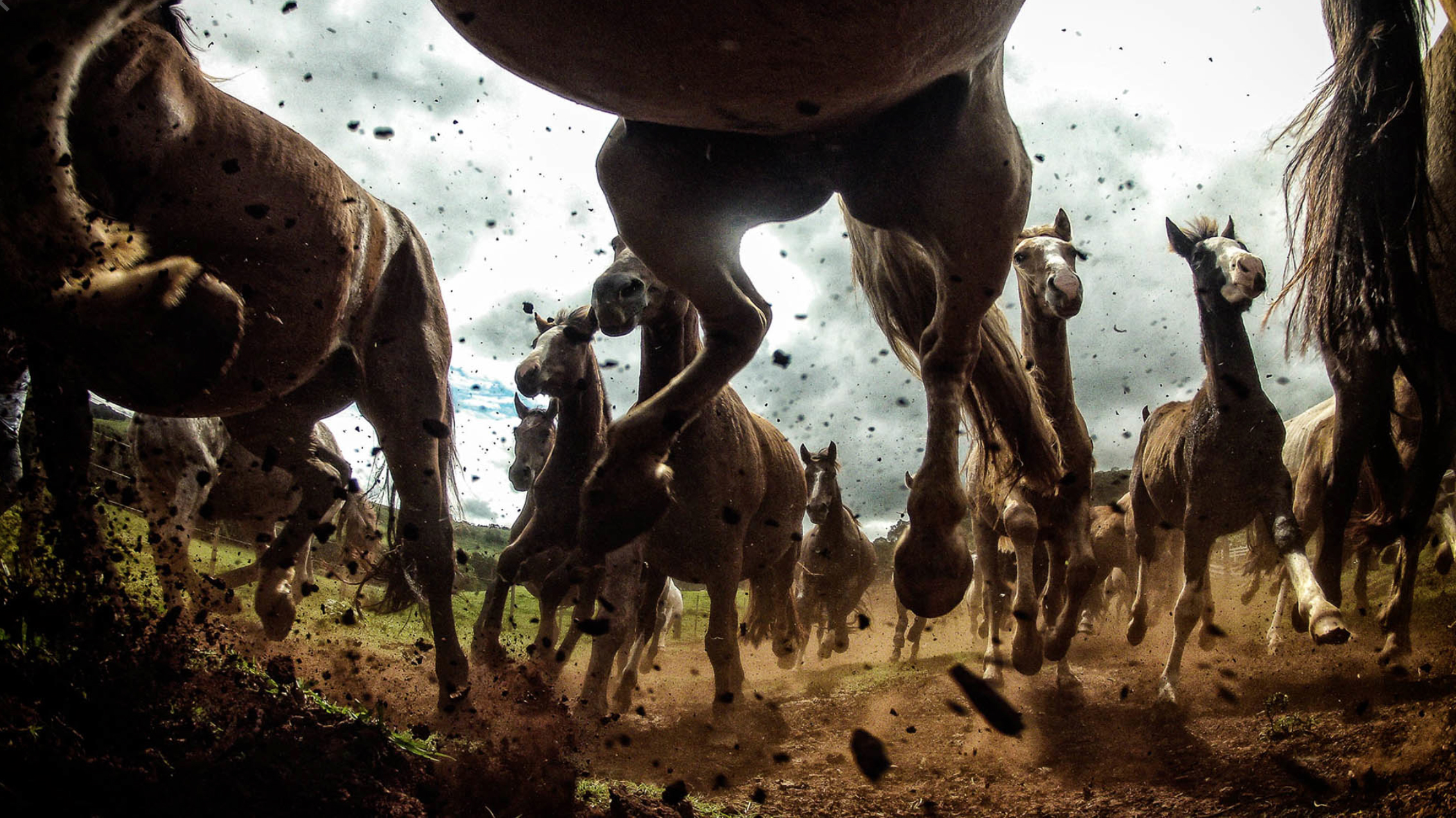 Chris Schmid – horses – photography nature, sport