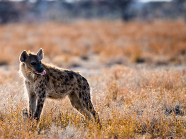 Chris Schmid – hyenes – photography nature, sport