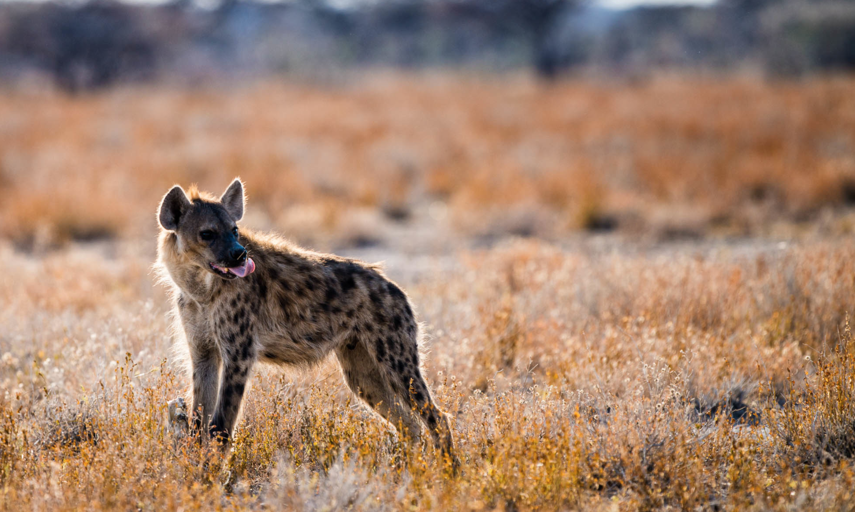 Chris Schmid – hyenes – photography nature, sport