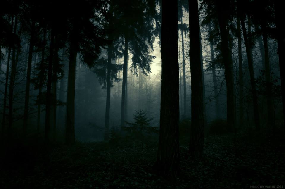 Jan Machata – Photography – forest ambiance