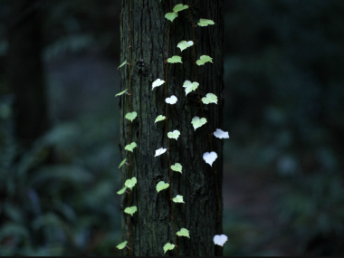 Yosuke Kashiwakura- photography