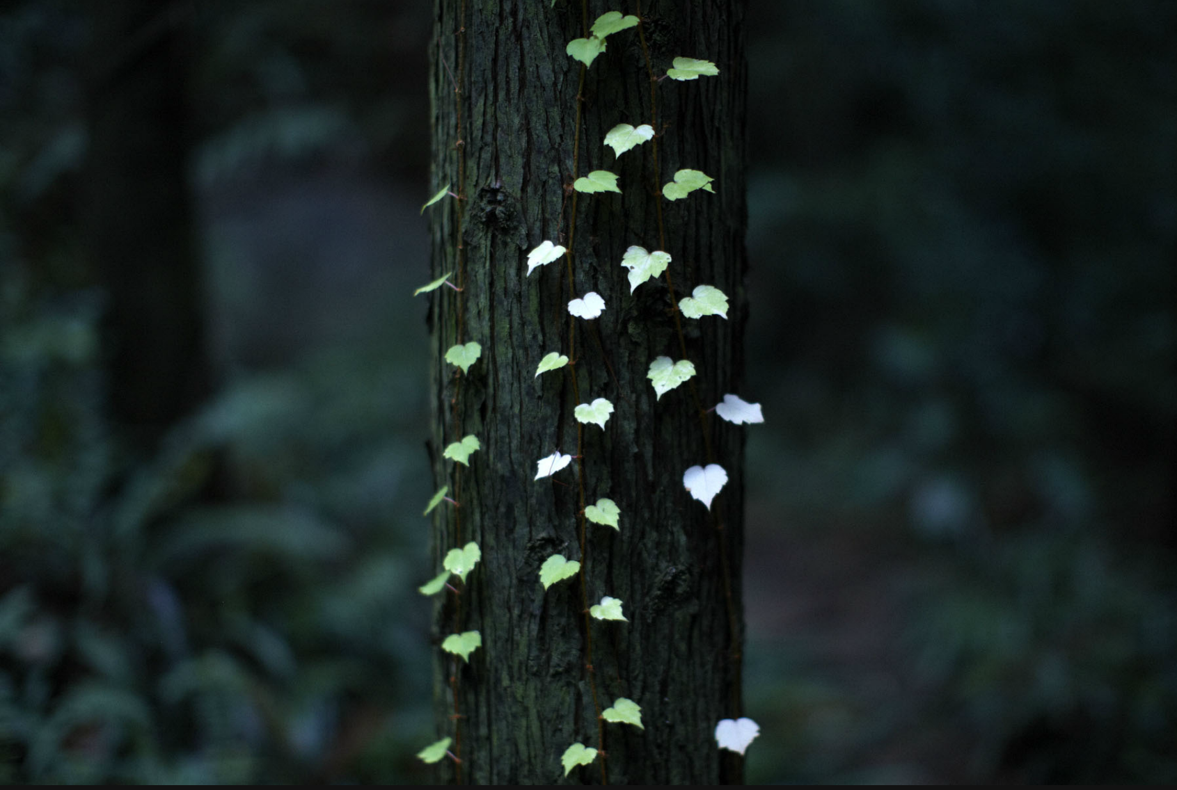 Yosuke Kashiwakura- photography