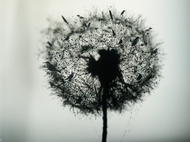 dandelion-bird-tshirt