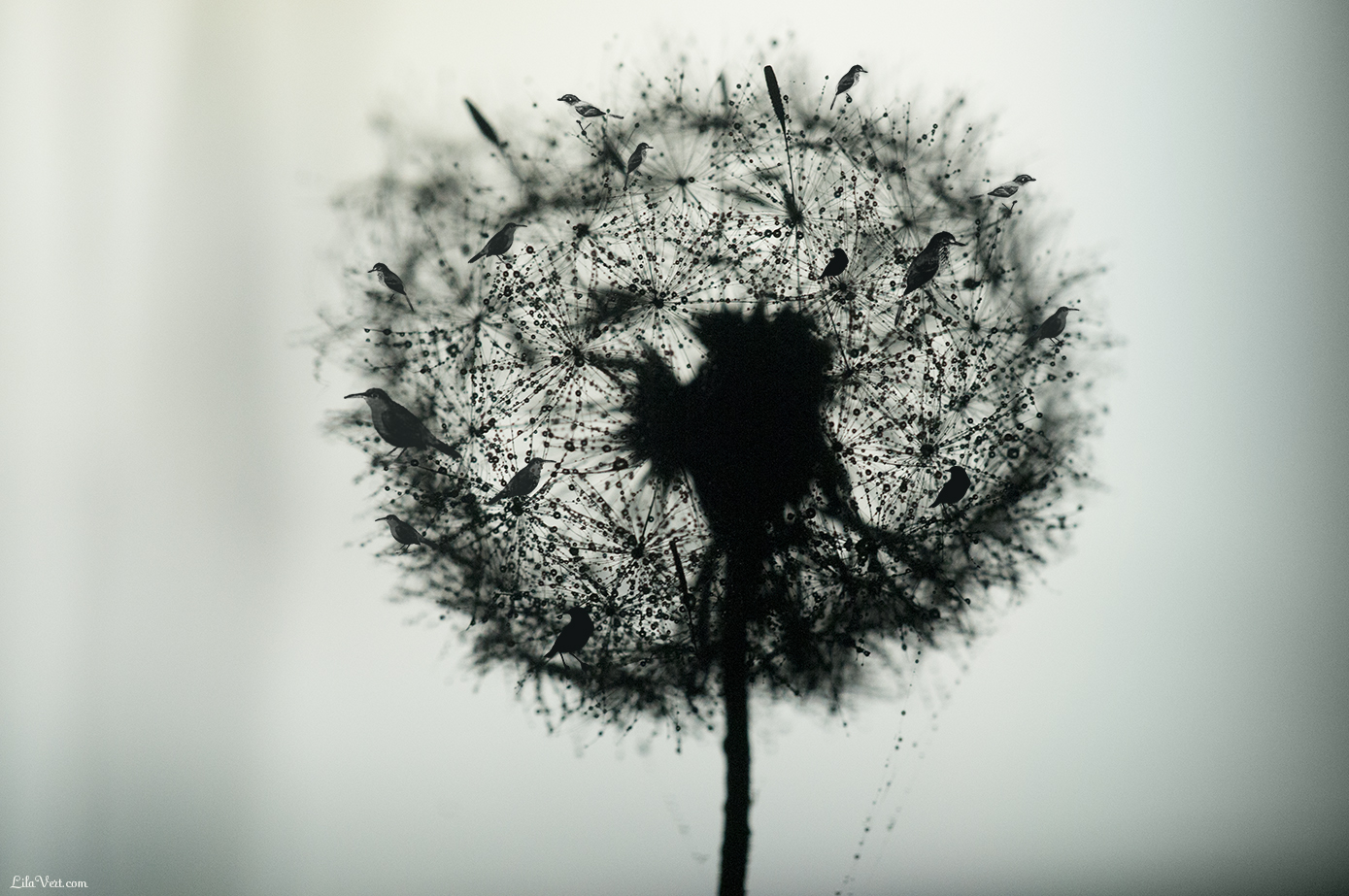 dandelion-bird-tshirt