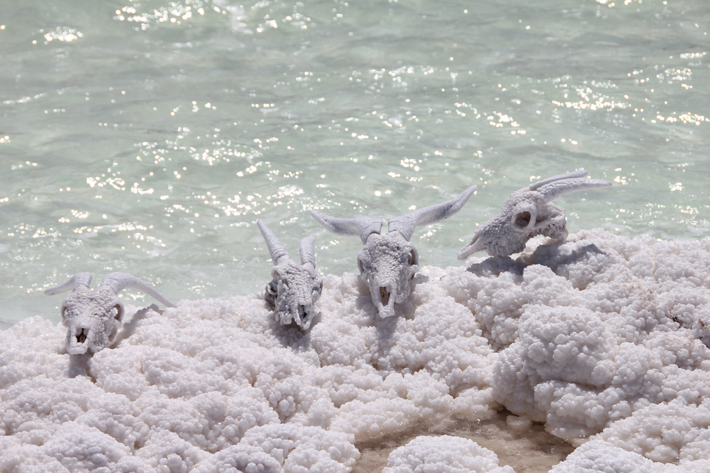 Salt encrusted skulls - S andreja, Djibouti