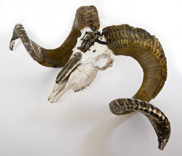 Departed Ram 541 – Lisa Black / Taxidermy sculpture art