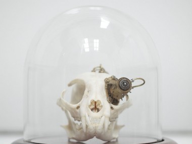 Departed Skulls – Lisa Black / Taxidermy sculpture art