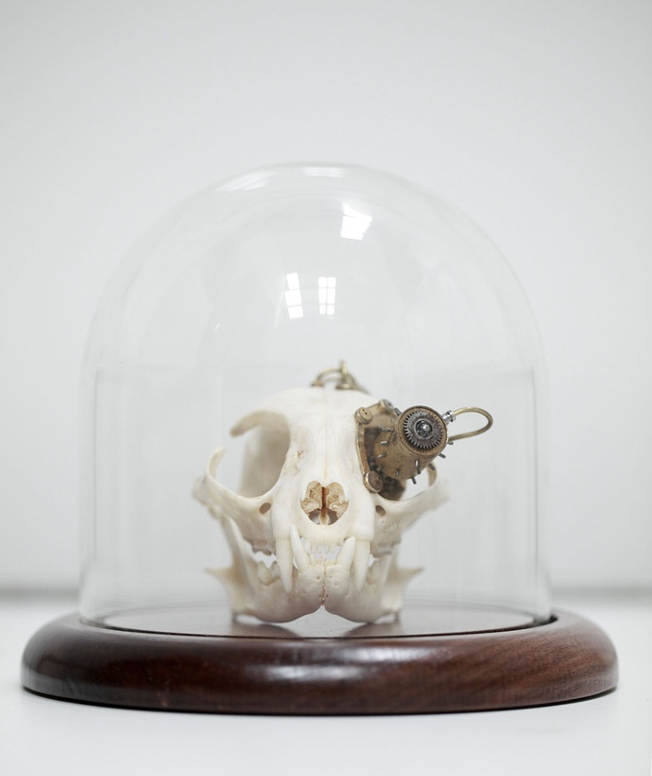 Departed Skulls – Lisa Black / Taxidermy sculpture art