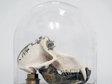 Departed Skulls2 – Lisa Black / Taxidermy sculpture art