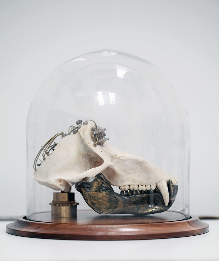 Departed Skulls2 – Lisa Black / Taxidermy sculpture art