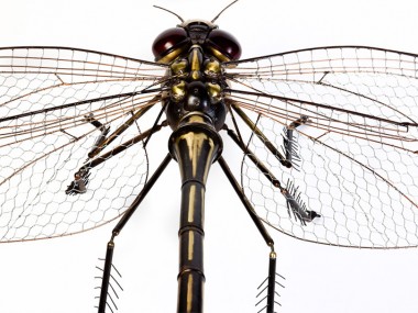 Edouard Martinet – Dragonfly detail – 37″ x 49″ x 15″ / steampunk sculpture art