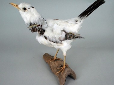 Fixed Black Bird by Lisa Black / Taxidermy sculpture art