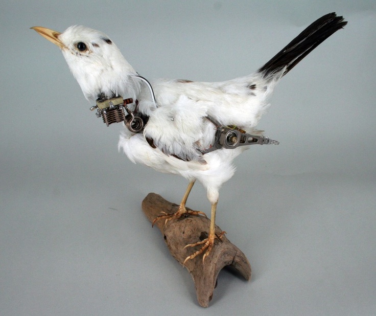 Fixed Black Bird by Lisa Black / Taxidermy sculpture art